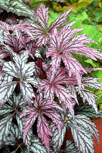 Begonia 'Benitochiba'