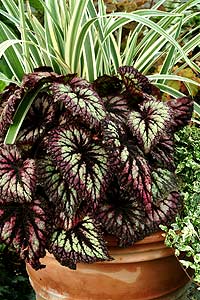 Begonia 'Fireworks'