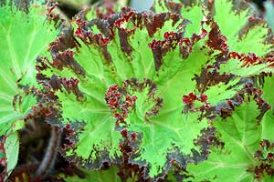 Begonia 'River Nile'