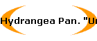 Hydrangea Pan. "Unique"