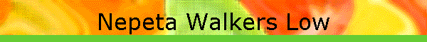 Nepeta Walkers Low