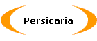 Persicaria