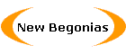 New Begonias
