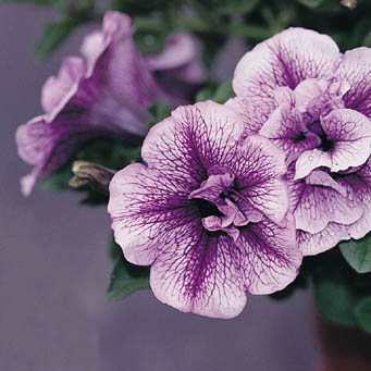 Petunia hybrid - click to go back