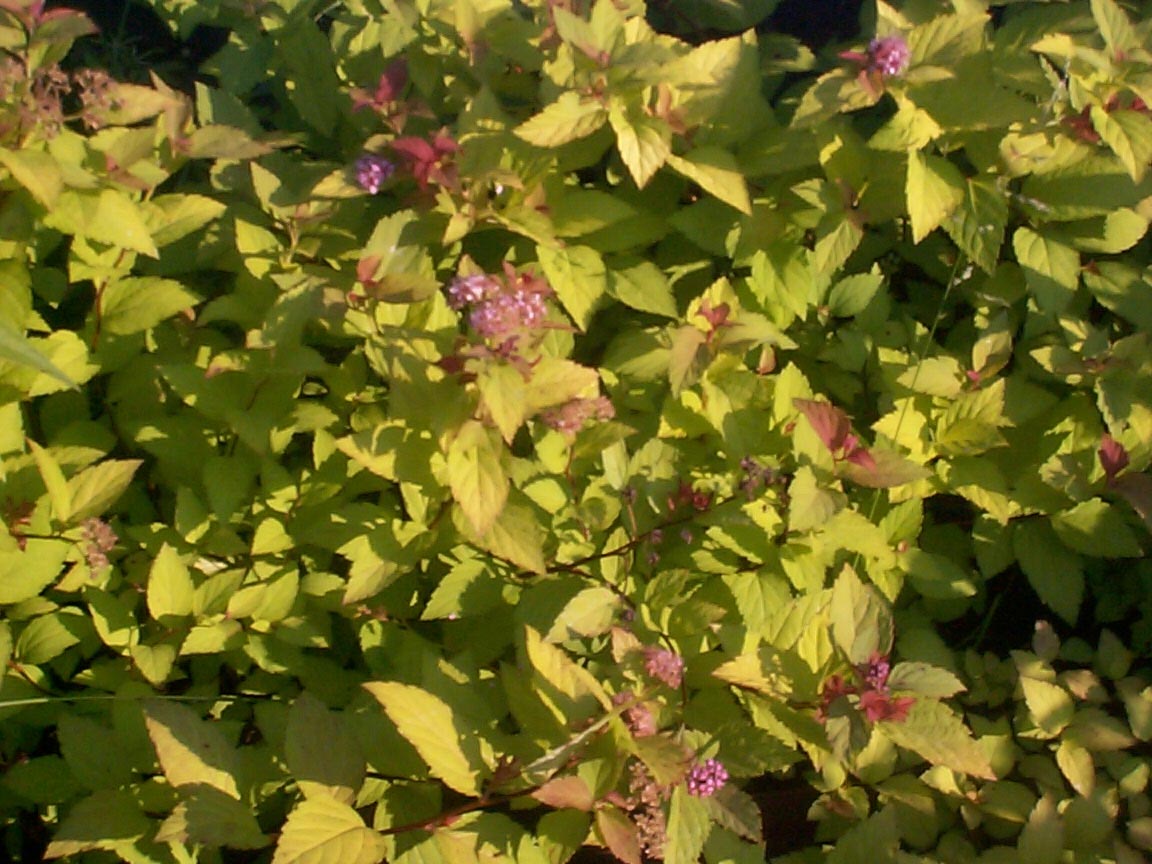 dwarf spirea