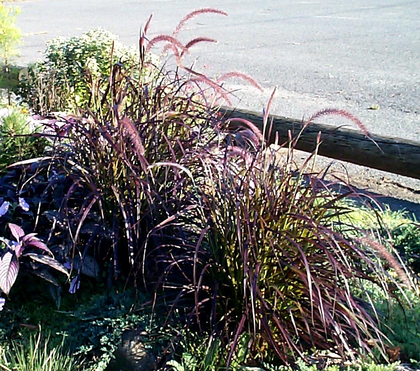 Red-Purple Fountain Grass