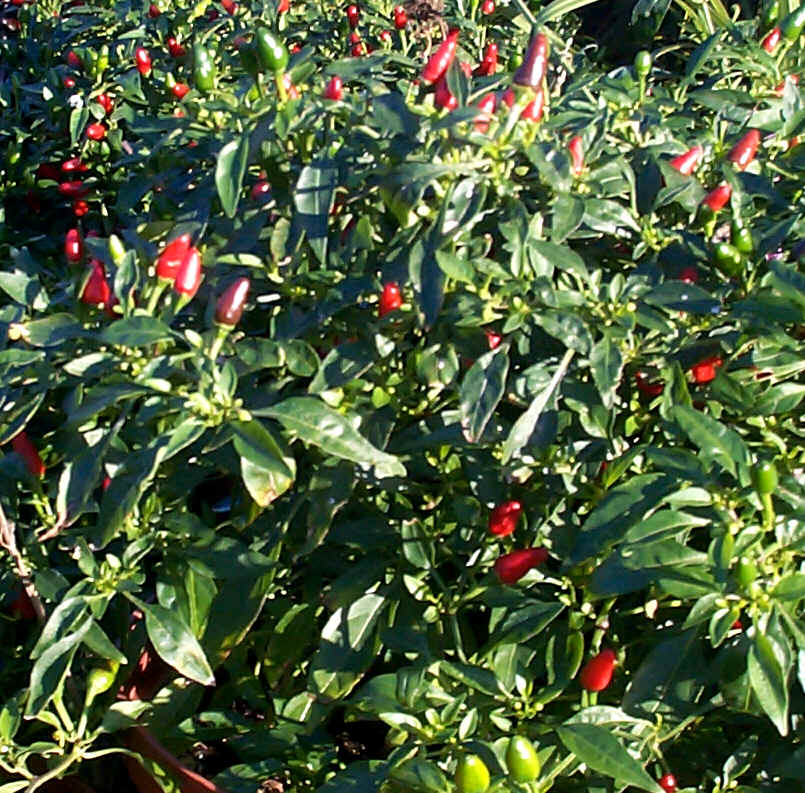 Hot thai peppers